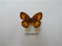 藏品(蛇目蝶科)的圖片